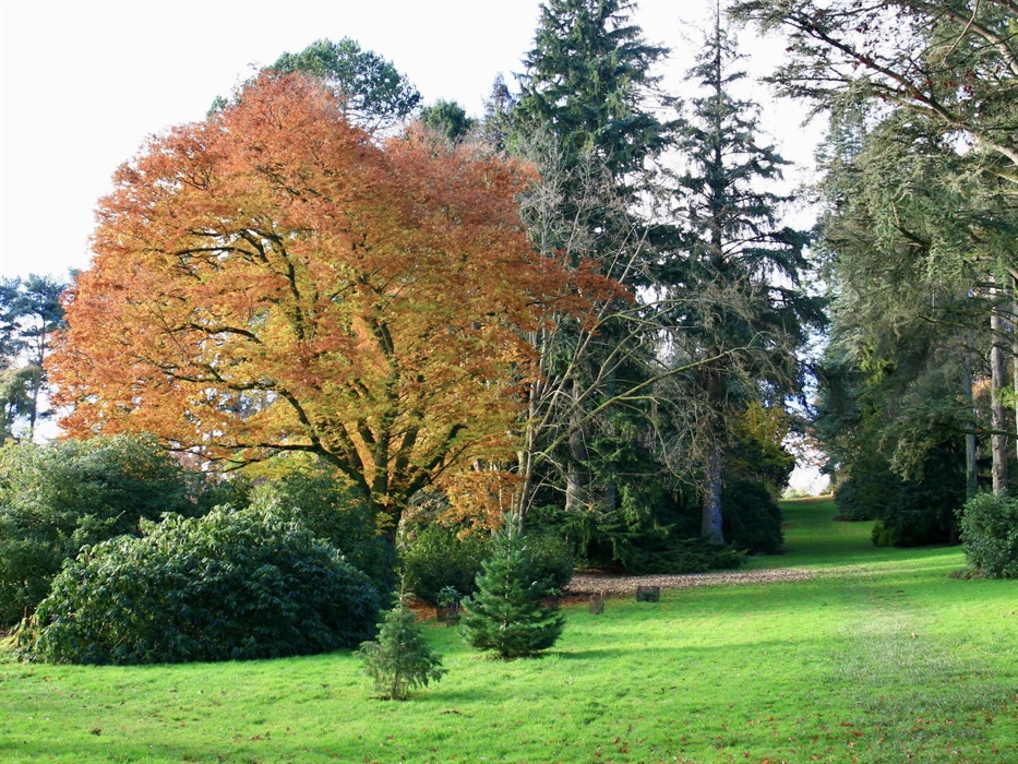 National collection of Betula's