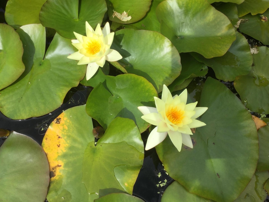Lily pond