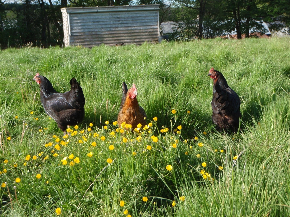 Collect your eggs for tea