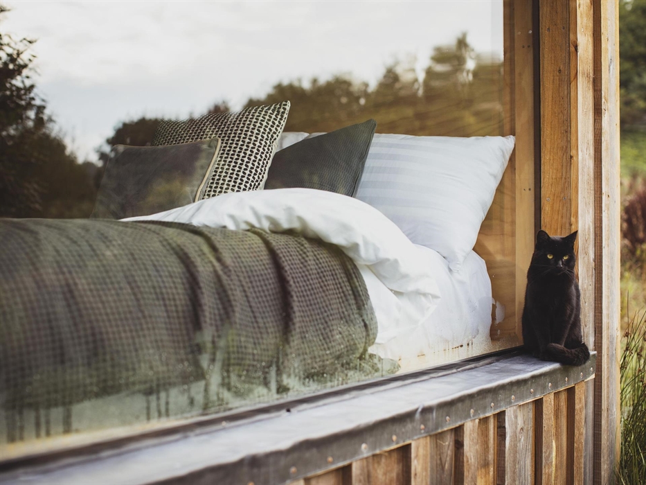 Always a feline friend coming to say hello