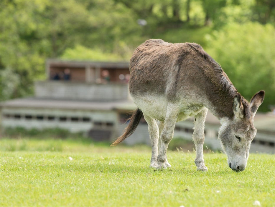 Gigrin Red Kite Feeding Centre