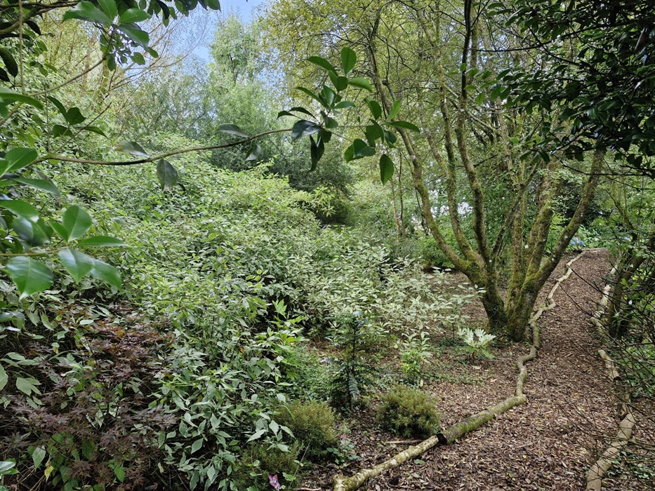 A lovely serene woodland with Cornus and Hydrangeas everywhere