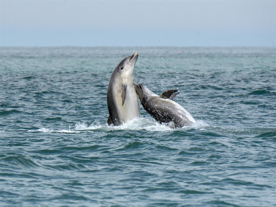 A pair of bottlenose dolphins pictured breaching the surface as they socialise near our dolphin spotting boat Ermol 5 during a two hour trip along the