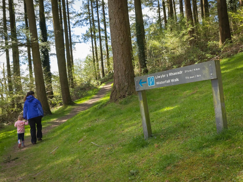 Cwm Rhaeadr Woodland