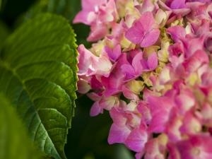 flowers from the garden