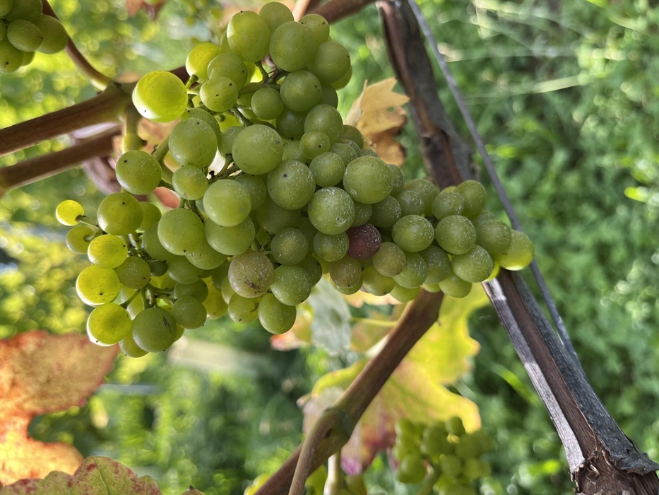 Veraison in the red grapes