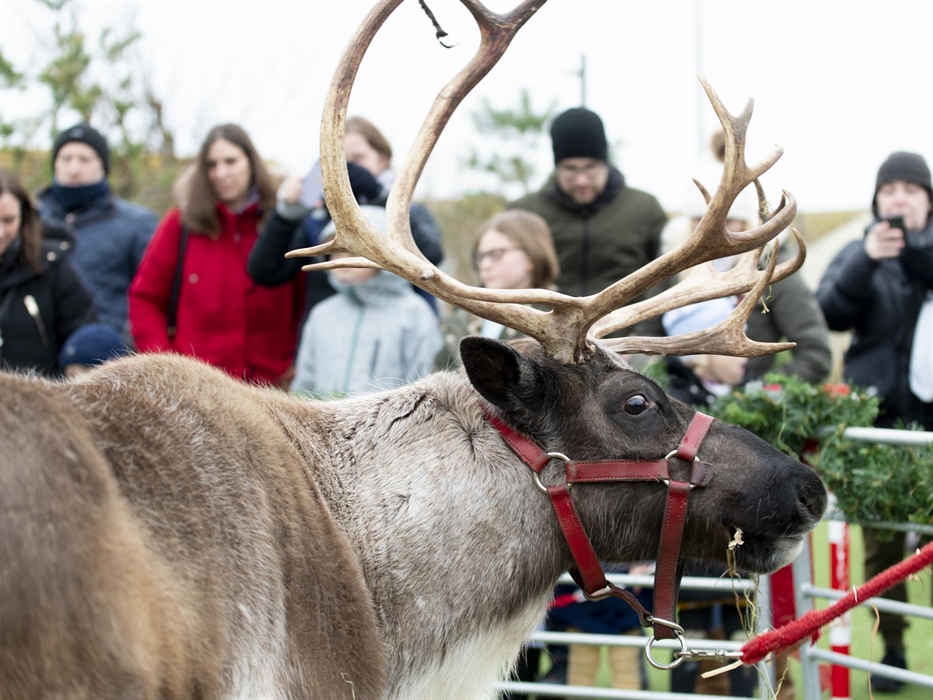 Exciting things to do at our Festive Winter Wonderlands
