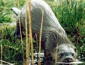 Welsh Wildlife Centre