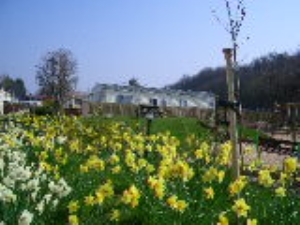 Spring on Silver Birch
