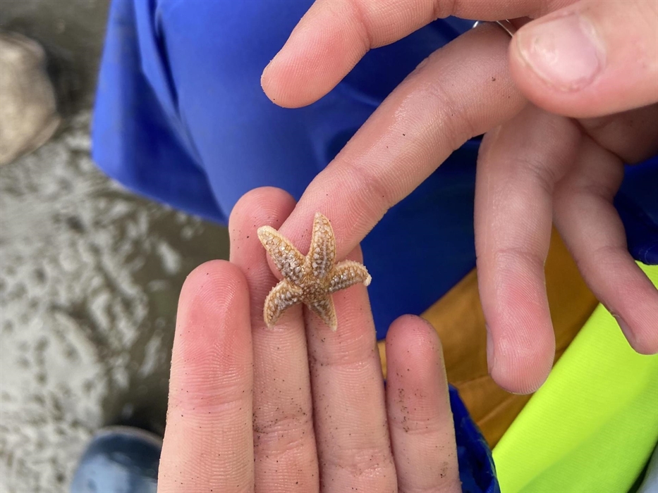 A picture of a child holding a small common starfish in their hands after finding it on a sea shore safari with Sea Trust on Goodwick Beach.