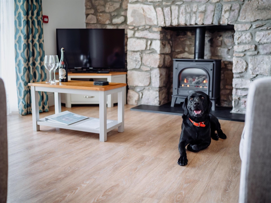 dog friendly holiday cottages wales
