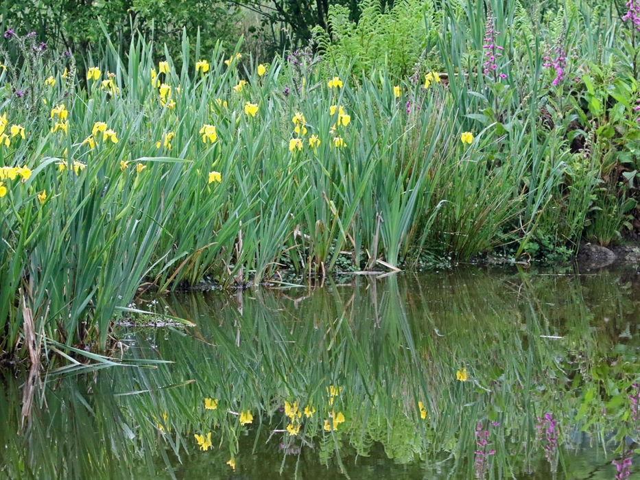 Irises around a pond in the Nature Reserve