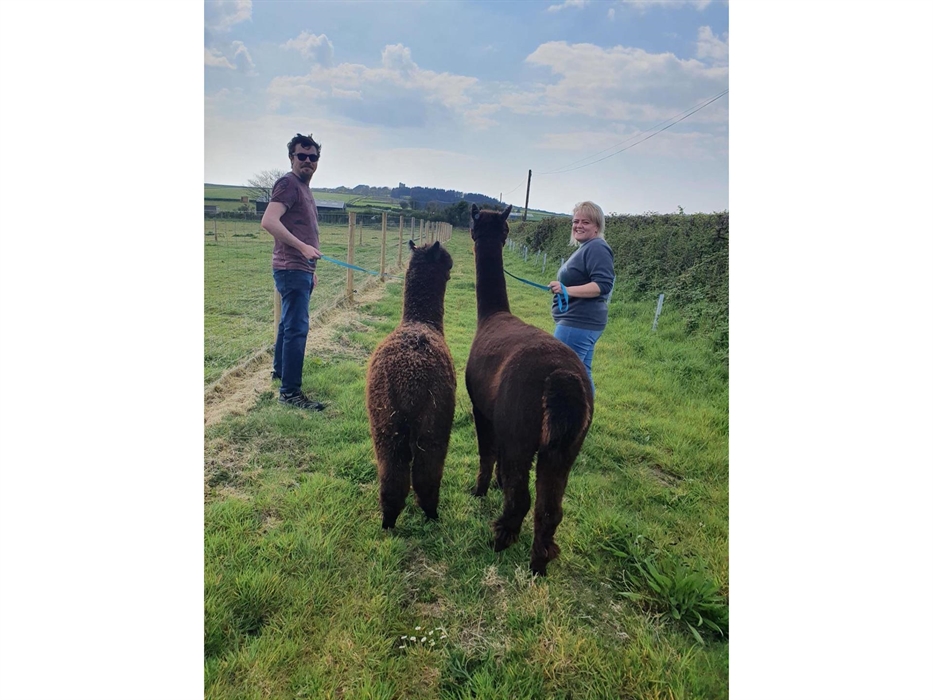 Alpaca Walking at Sweet Home Alpaca