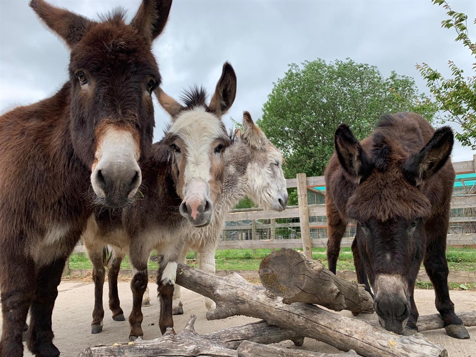 Four donkeys. The two on the left are looking at the camera. Logs are in the forefront of the photograph.