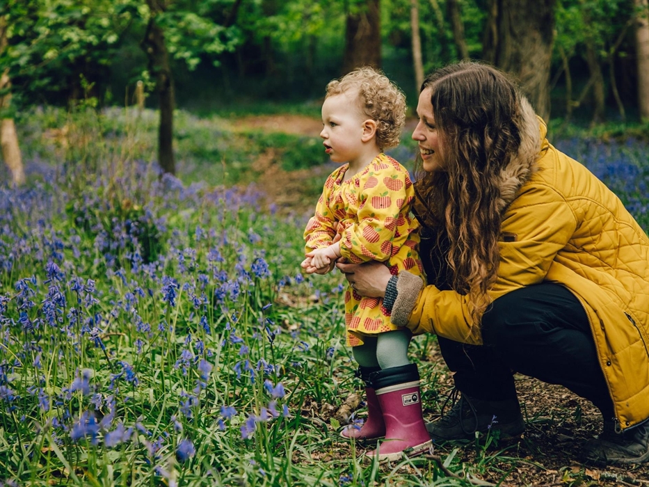 Bluebells in Gogerddan Wood