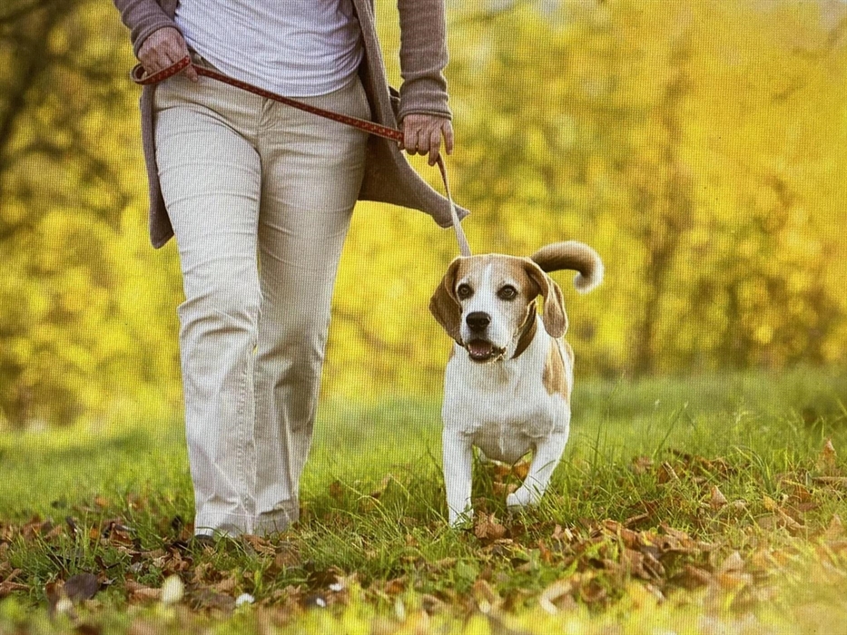 With plenty of paths and an area to run free, bring your best friend to enjoy the beautiful Meadow Springs Country & Leisure Park