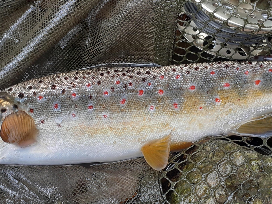 The river Arrow is a secretive wild stream,  offering fantastic dry fly sport .... its an old stomping ground I'm very familiar with so feel free to c