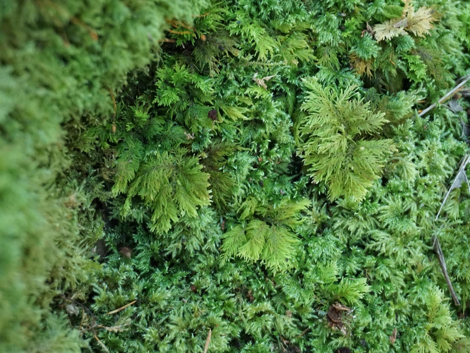 Fern moss