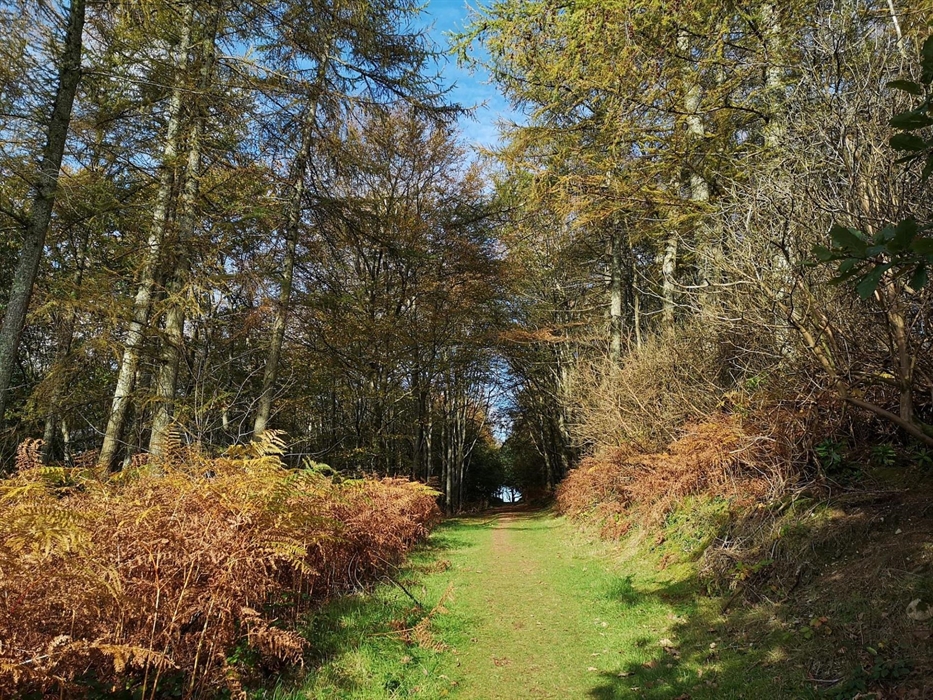 Gogerddan Wood