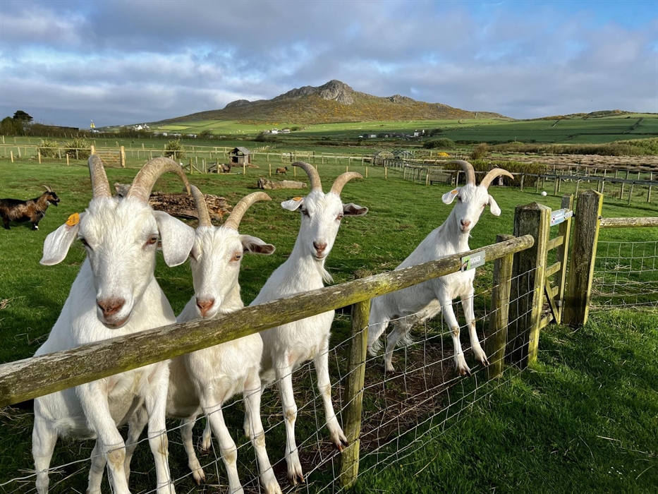 Resident goats - Bryn, Flyn, Glyn and Gwyn