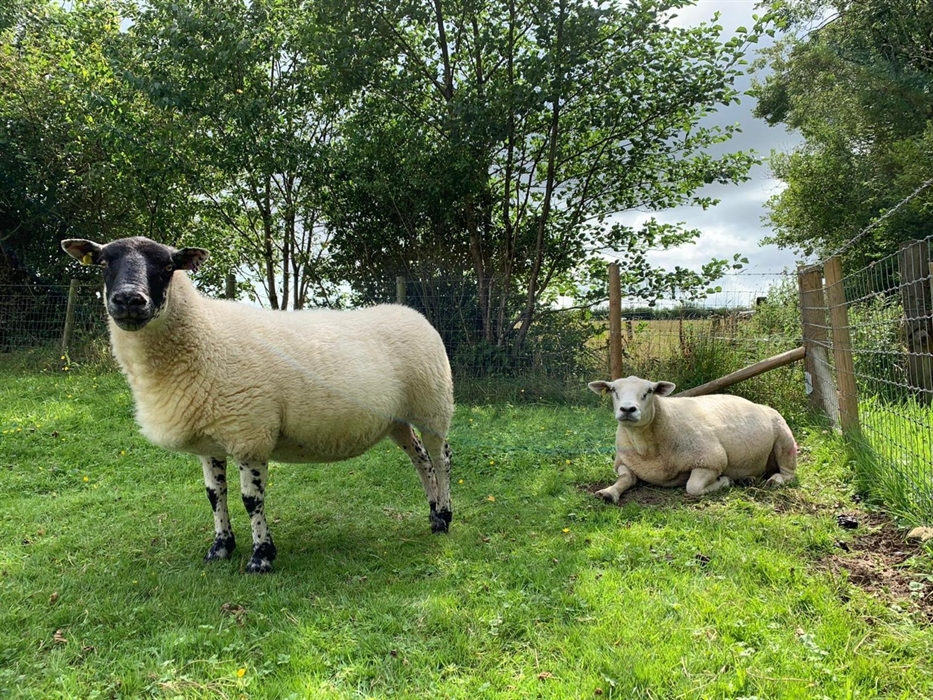 Two sheep on grass. One standing up and one sitting down, both looking at the camera.