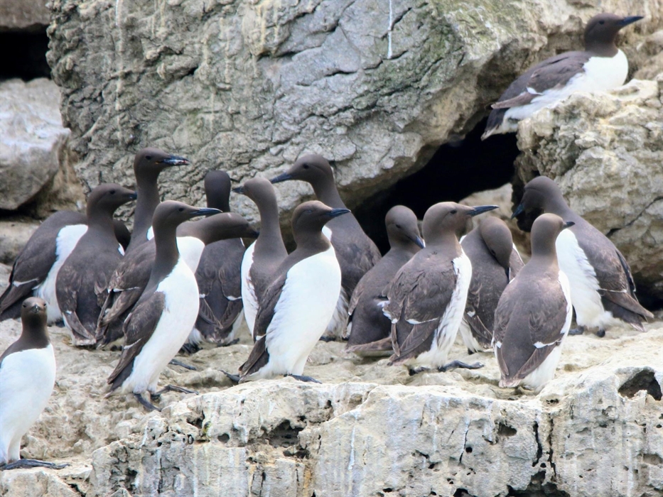 Guillemots