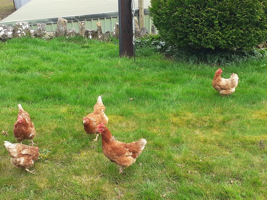 Fresh free range eggs available