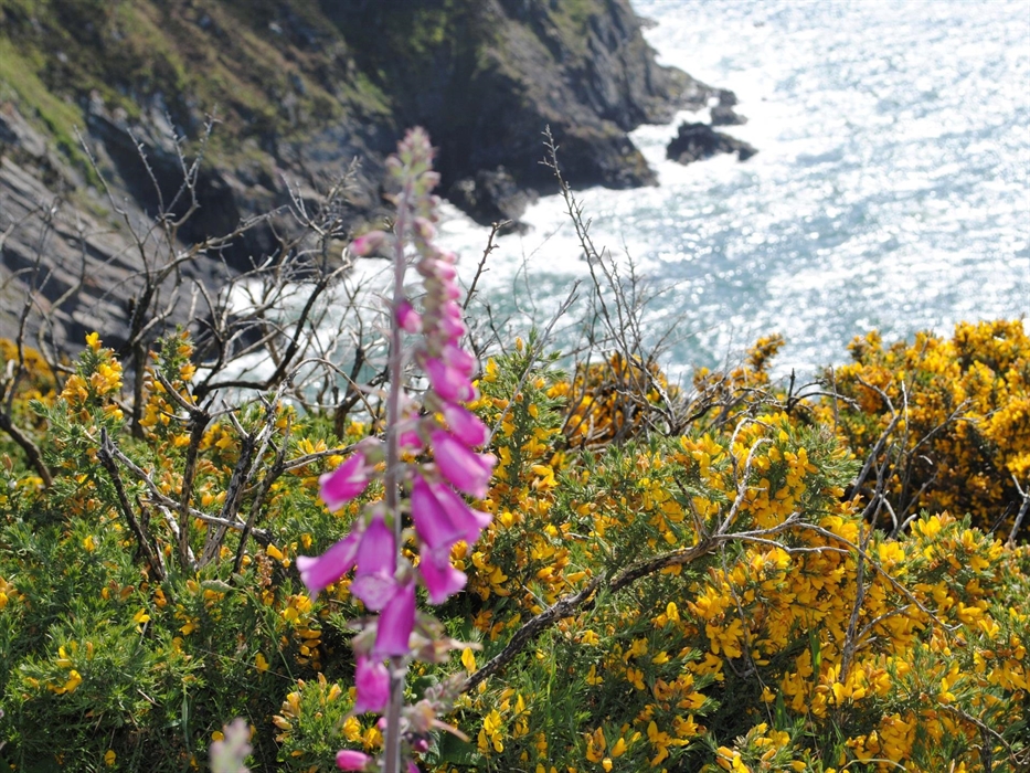 For many, the coastal path is the jewel in Pembrokeshire's crown. 182 miles of continuous beauty and awe. The coastal flowers, the geology and the wil