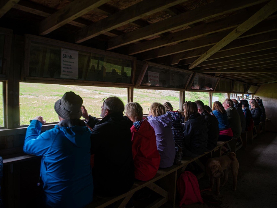 Gigrin Red Kite Feeding Centre
