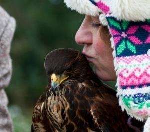 Falconry Experiences