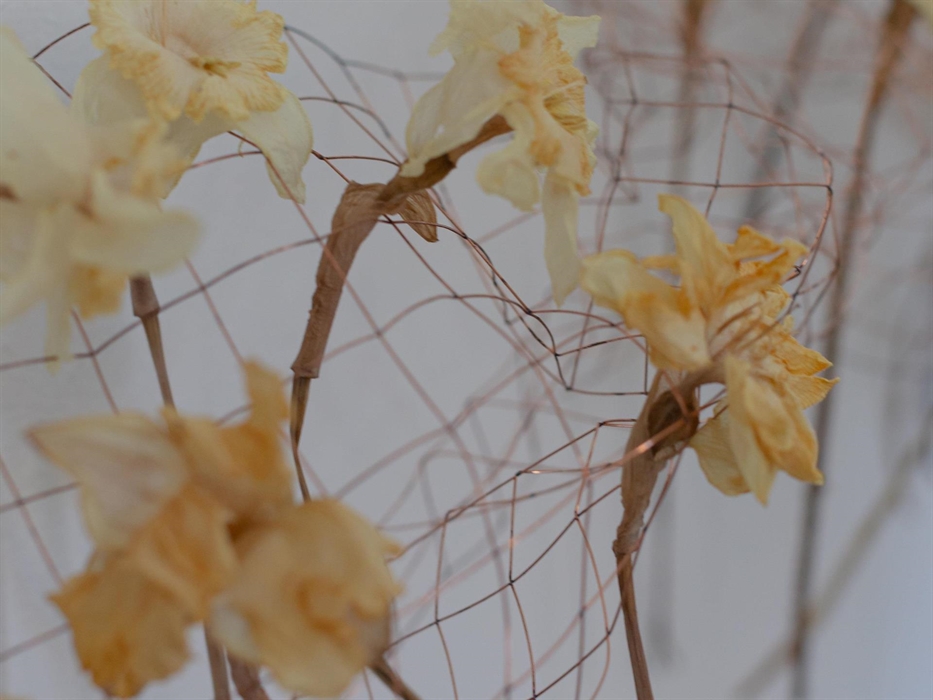 Daffodil installation using chicken wire