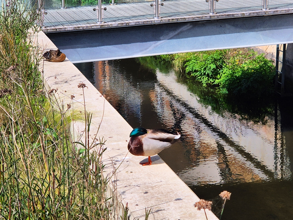 Canal Quarter ducks