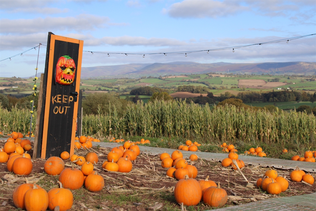 Pumpkin Festival @ Cantref 2026 Wales