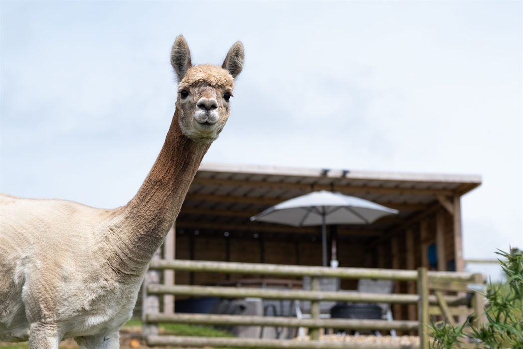 Alpacas Rest, Wales