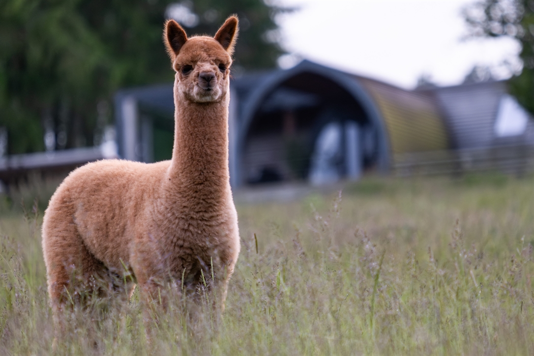 Alpacas Rest, Wales