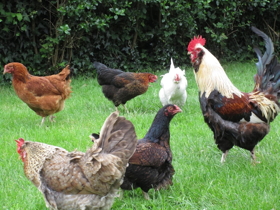 Free range chickens Rosemoor Pembrokeshire