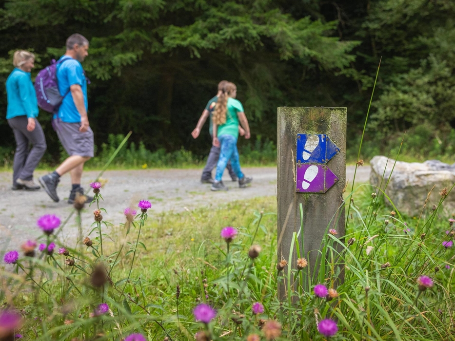 Walking in Abergorlech, Brechfa Forest