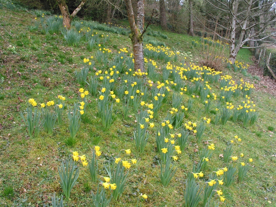 Tenby Daffodils