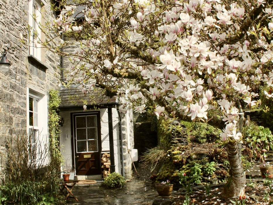 The magnificent magnolia tree outside the front entrance at Coedfa Bach