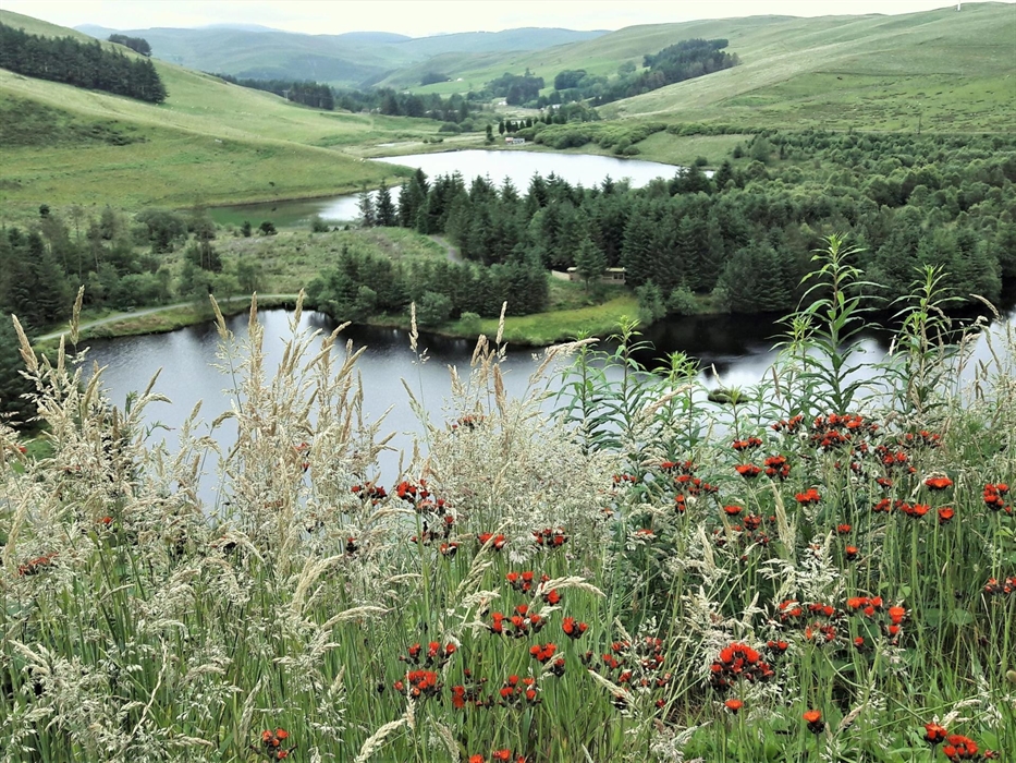 My number one favourite. Stroll along the natural path around the lake and mid-afternoon catch well over 150 Red Kites gathering for feeding. Absolute
