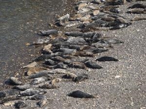 Grey Seals laze on the beach
