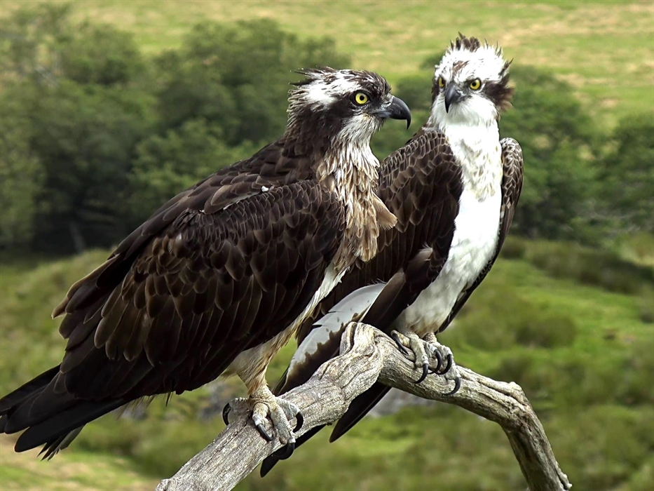 Glaslyn Ospreys