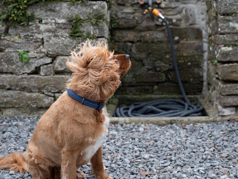 Blue styling our outdoor hot and cold dog tap