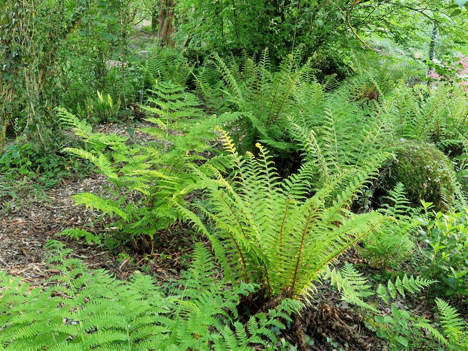 A selection of ferns growing in a woodland setting in Llandysul