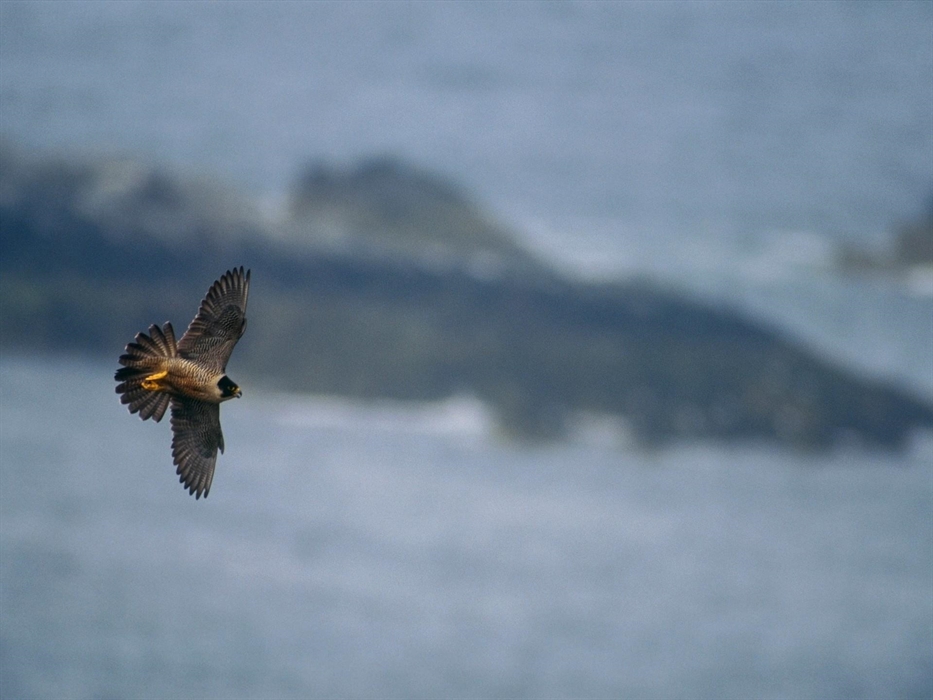 Peregrine Falcon - Image Credit: Chris Gomersall
