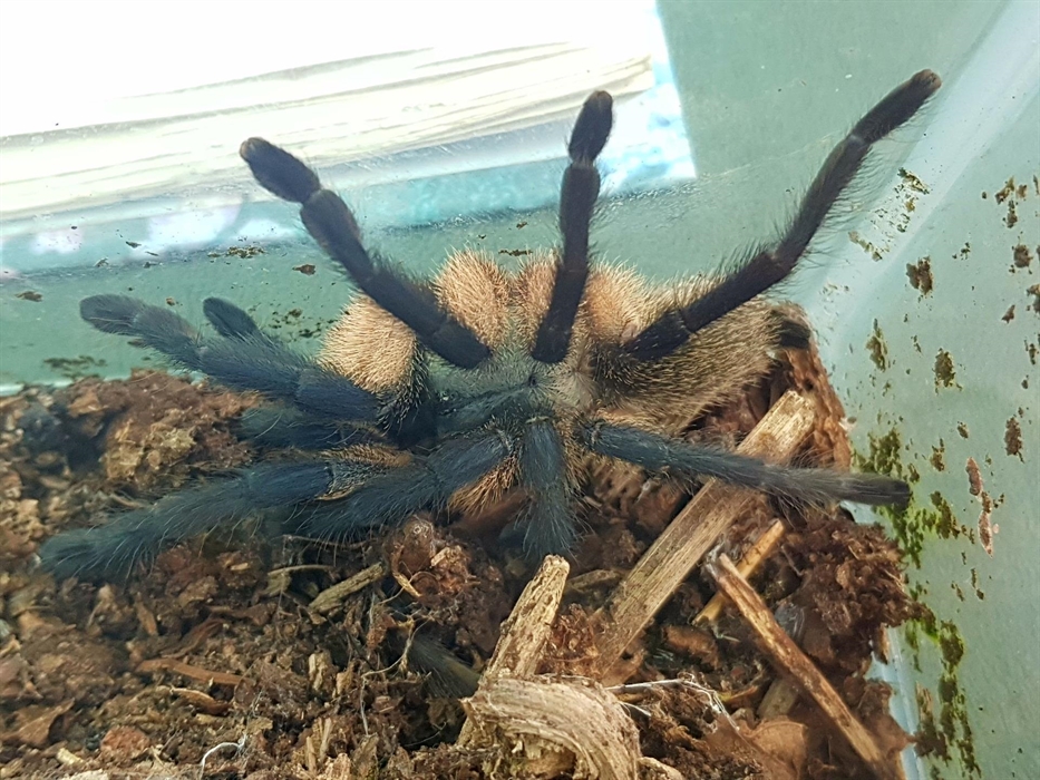 Spider at Magic of Life Butterfly Centre