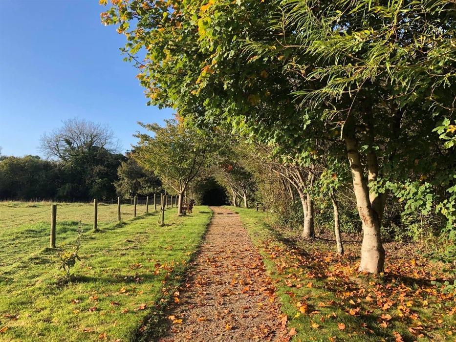 A pathway littered with orange and yellow Autumn leaves. There is grass to the left and trees shedding orange leaves to the right.