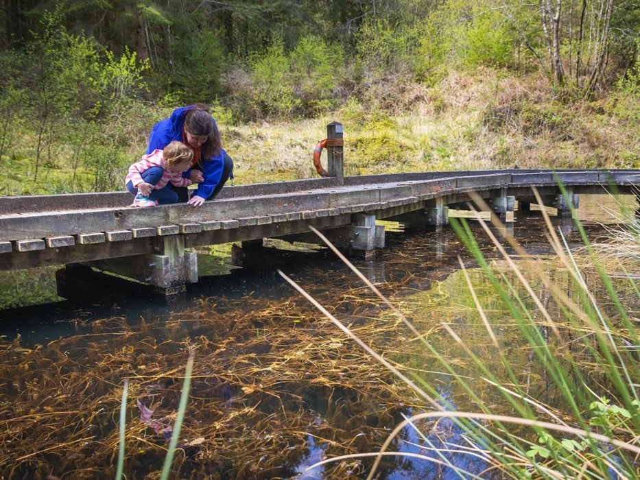 Cwm Rhaeadr Woodland