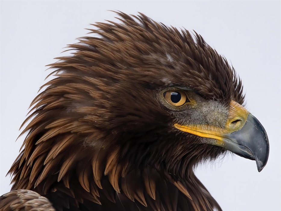 Midas - Golden Eagle at The British Bird of Prey Centre, Wales