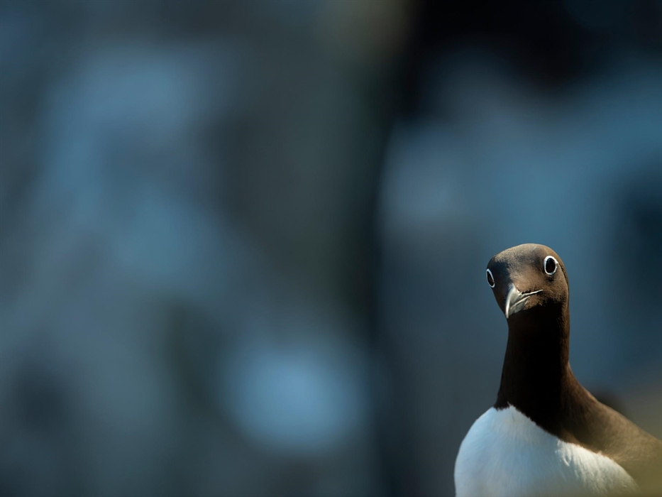 Guillemot - Image Credit: Ben Andrew